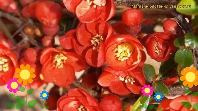 Айва превосходная Файр Дэнс. Краткий обзор, описание характеристик, где купить саженцы смотреть онлайн