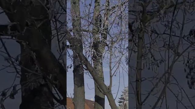 зимняя сказка. Кто тоже любит такую погоду? смотреть онлайн