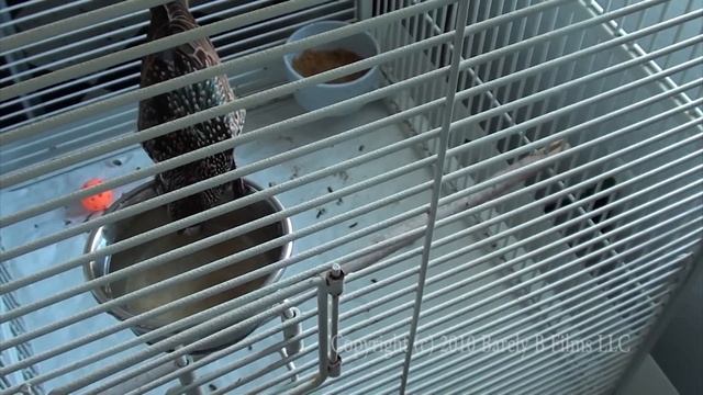 Tool use by an European Starling (Sturnus vulgaris) смотреть онлайн