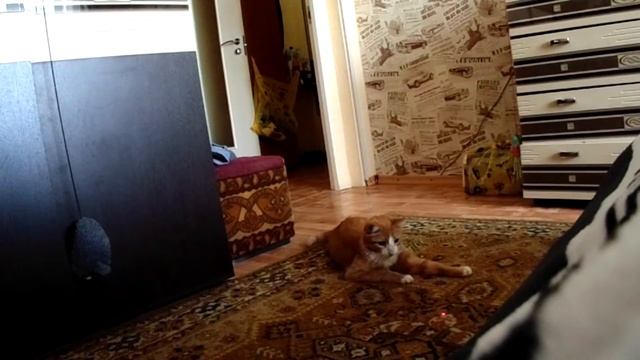 Видео с котейками. СМОТРЕТЬ ВСЕМ смотреть онлайн