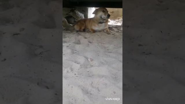 Боря Коргилис- наша звезда! смотреть онлайн