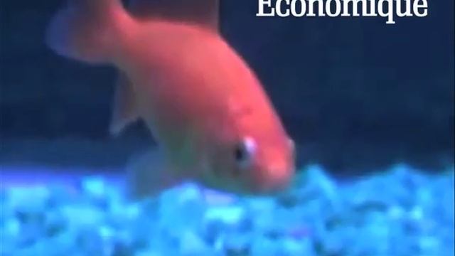 Safa'Renault 2011 смотреть онлайн