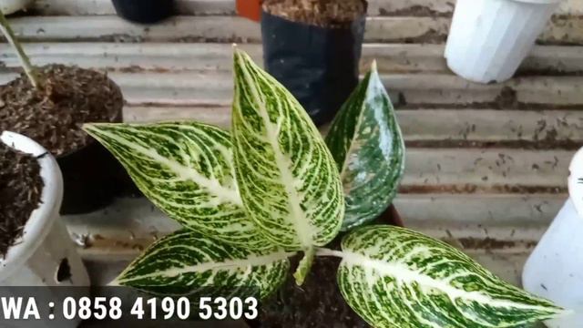 LARIS BANGET | OBRAL AGLONEMA MURAH | TANIAN SENDIRI | COCOK UNTUK PEMULA | BAGIAN 27 смотреть онлайн