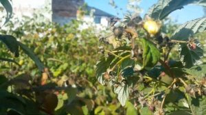 ХЕРИТЕЙДЖ - рем малина на 6 октября, только положительные впечатления об этом сорте