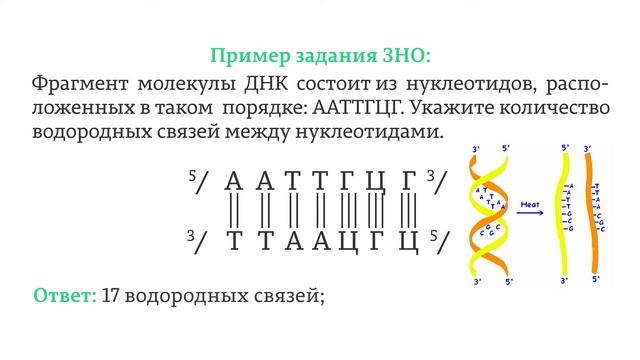 ЕГЭ. Биология. 3.3. Нуклеиновые кислоты. Строение, нуклеотиды, строение, свойства и функции ДНК. смотреть онлайн