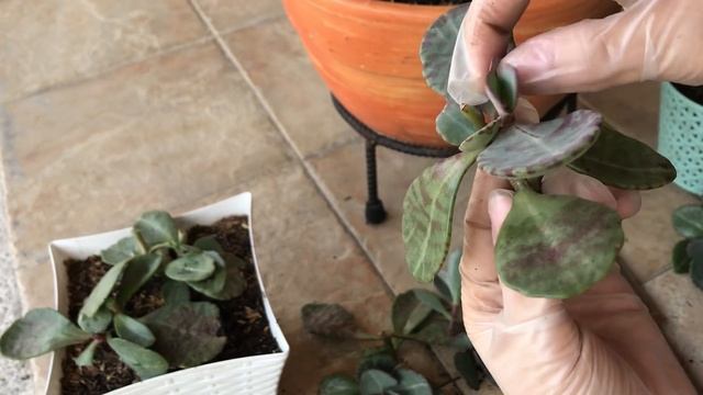 Kalanchoe Humilis - SUCULENTAS & CACTUS!!! смотреть онлайн