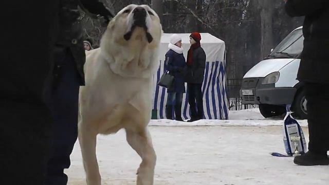 Моно среднеазиатских овчарок, 25.01.15 г., г. Тула смотреть онлайн