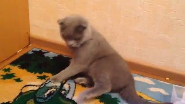 ОХД у скоттиш фолда смотреть онлайн
