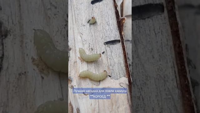 Лучшая насадка для ловли хариуса ""КОРОЕД"" смотреть онлайн