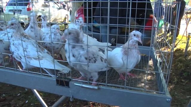 Птичий рынок. Кропоткин. Часть 6. [25.09.2022] смотреть онлайн