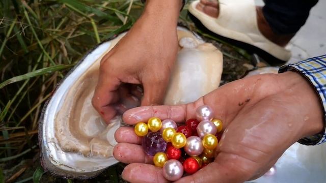 Collect high-end pearls in the wild, search by the riverbank and discover mutated clams смотреть онлайн