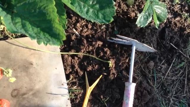 Клубника. Как получить второй урожай клубники.mp4 смотреть онлайн