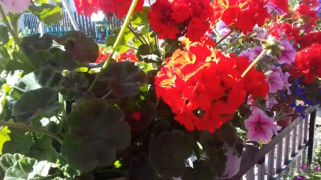 ЧУДО КРАСАВИЦА ПЕЛАРГОНИЯ.БУЙСТВО КРАСОК И ЦВЕТЕНИЯ. смотреть онлайн