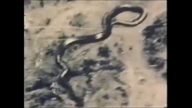 Giant Snake Congo 1959 смотреть онлайн