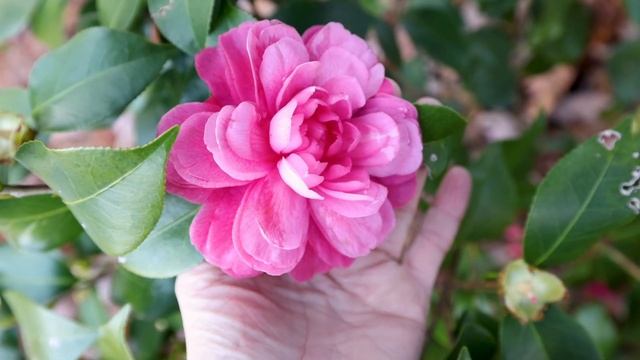 Early Wonder® Camellia Japonica