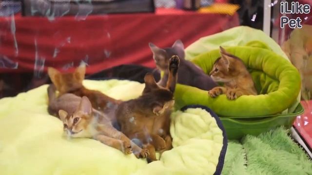 Как приучить котенка или взрослую кошку к спальному месту! смотреть онлайн