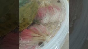 Квашенный чеснок, как с рынка
