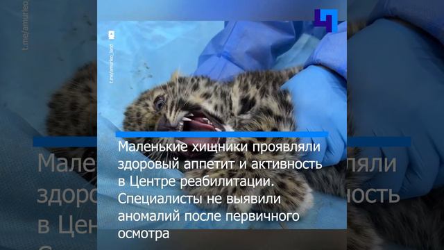 «В Приморье скончались два осиротевших детеныша дальневосточного леопарда