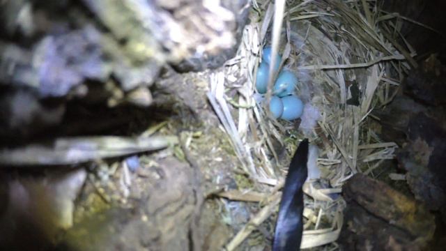 Скворец 170502 7 в естДупле ивы, Дроздятня 8 смотреть онлайн