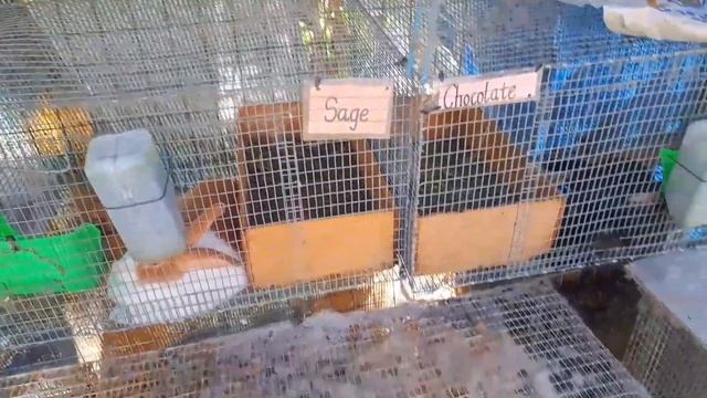 Ellerton Primary School 4H Mini Farm | #gardeningthroughthewindow смотреть онлайн