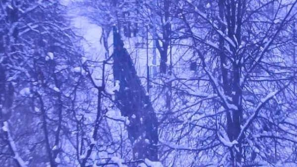 Лисы в Ясенево