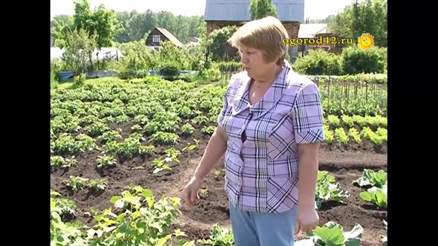 Смородина Сибилла: крупная и урожайная смотреть онлайн