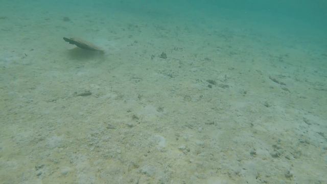 Maldives diving смотреть онлайн