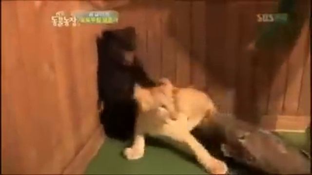 очень пугливый медвежонок смотреть онлайн