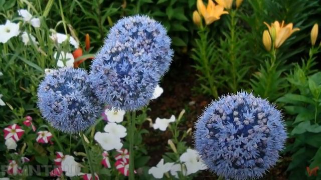 Декоративный лук, аллиум (Allium) смотреть онлайн