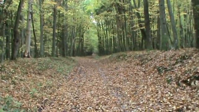 Rauschen-Georgenswalde- Oaks and Beech (Отрадное- реликтовый лес-дубы,буки) October 2013 смотреть онлайн