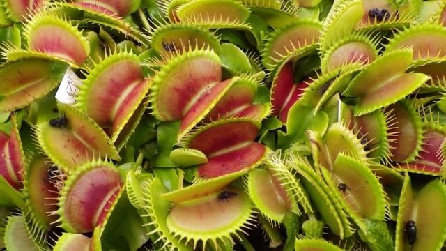 10 САМЫХ ЖУТКИХ РАСТЕНИЙ НА ЗЕМЛЕ смотреть онлайн