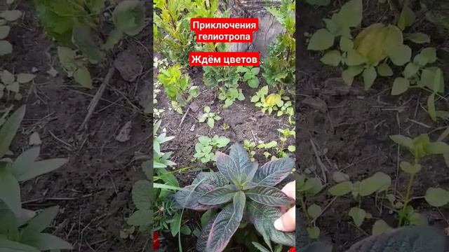 #гелиотроп#цветы #дача #дачабезпроблем #огород смотреть онлайн