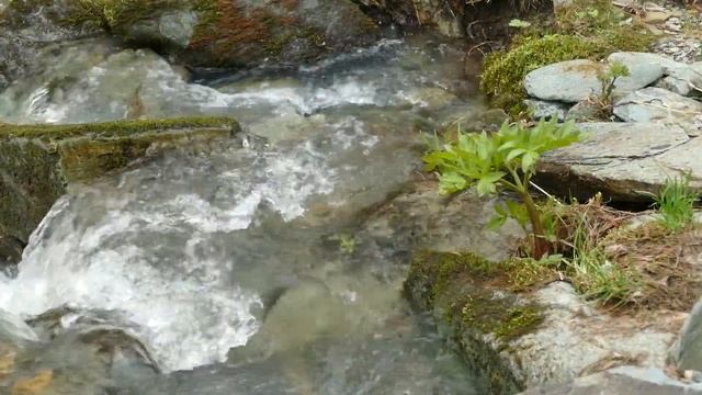 Красивая душевная музыка. Природа предгорья Алтая. смотреть онлайн
