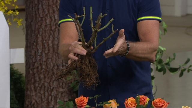Cottage Farms 2-pc Multicolor Rio Samba Rose on QVC смотреть онлайн
