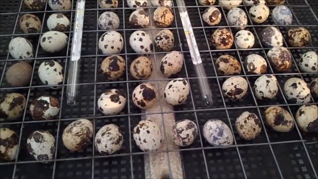 Инкубация перепелиных яиц. Режим инкубации перепёлок. Наш метод.#LOWI 2019 смотреть онлайн