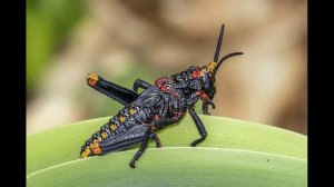 David Gilmour - Luck and Strange (2024)