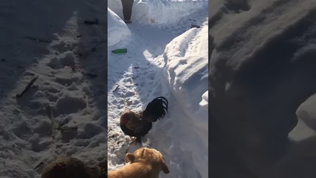 Лабрадор vs петух😂 смотреть онлайн
