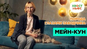 Порода глазами заводчика: мейнкун