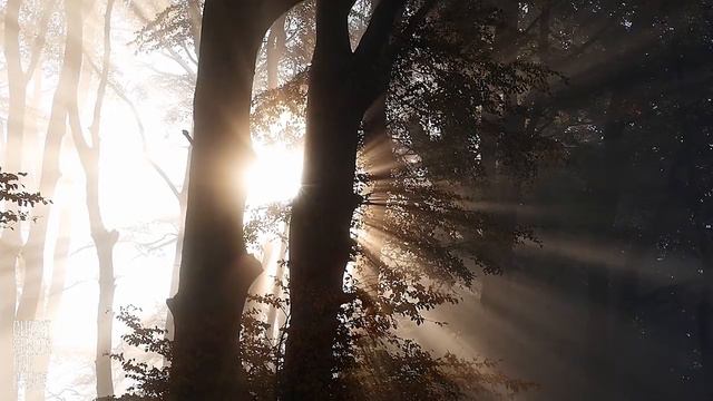 Biblical Color Meaning: Green смотреть онлайн