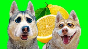 ОТКУСИ ЛИЗНИ или НИЧЕГО ЧЕЛЛЕНДЖ (Хаски Бублик) Говорящая собака