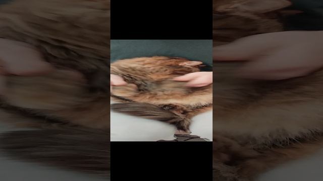 мяу смотреть онлайн