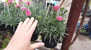 Кусты гвоздики  для Продажи! Как выросли такие?