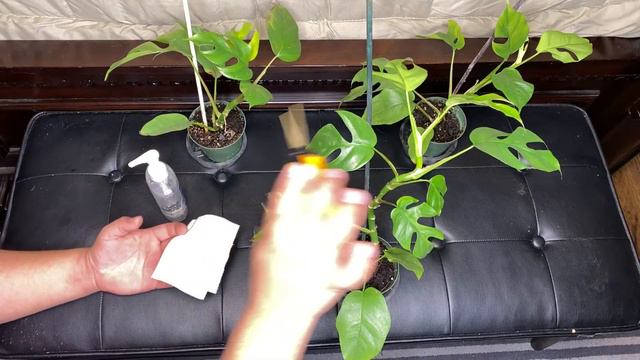 Rhaphidophora Tetrasperma/ Miniture Mostera Care And Propagation