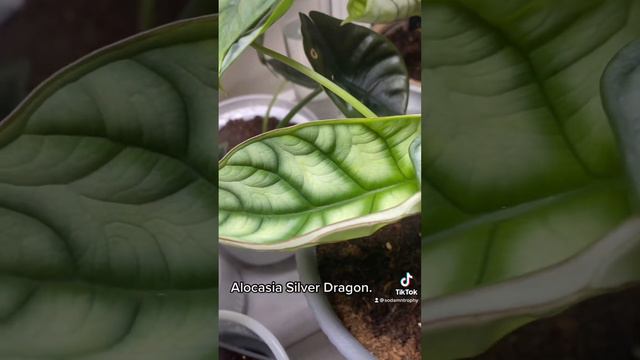 New Leaf Poppin. Growth. #TrophyPlant #aroid #HousePlant #alocasia #monstera #Adansonii #Plants смотреть онлайн