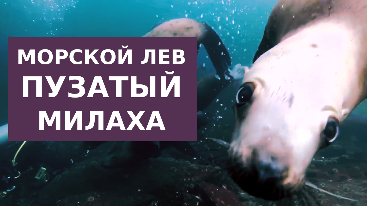 Расслабленная жизнь Морского льва смотреть онлайн