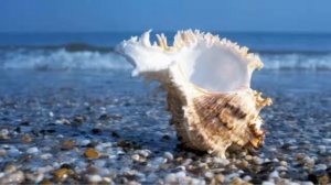 Красивые ракушки - морские сокровища