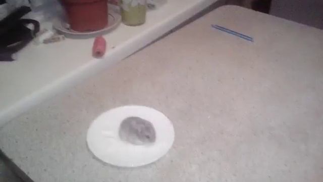 Мой хомяк купается в ванне с сахаром и с мукой смотреть онлайн
