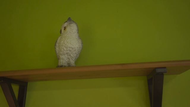 "Совиный дом" 🦉 смотреть онлайн