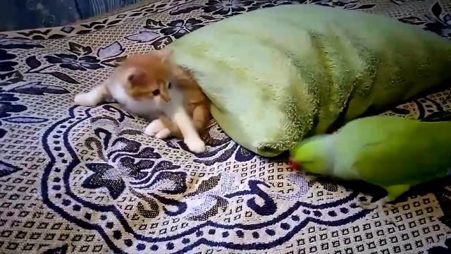 Что  будет если ПОПУГАЙ УВИДИТ КОТЁНКА?  НАПАЛ?