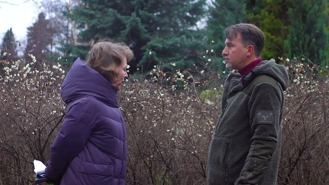 Декоративные плодовые растения зимой; снежноягодник, роза морщинистая, древогубец, акантопанакс смотреть онлайн